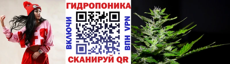 Бошки Шишки гибрид  закладки  Зея 